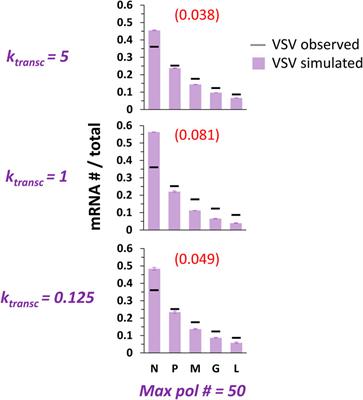 Modeling nonsegmented negative-strand RNA virus (NNSV) transcription with ejective polymerase collisions and biased diffusion